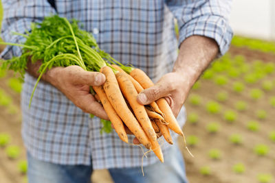 Midsection of man holding carrots at farm