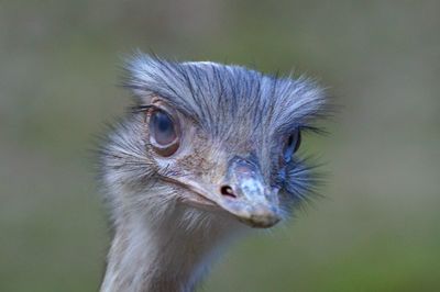 Close-up portrait of a bird