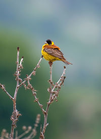 Close-up of bird perching on branch