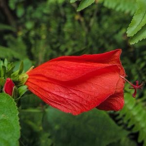 Close-up of red flower