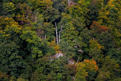 Trees in forest during autumn