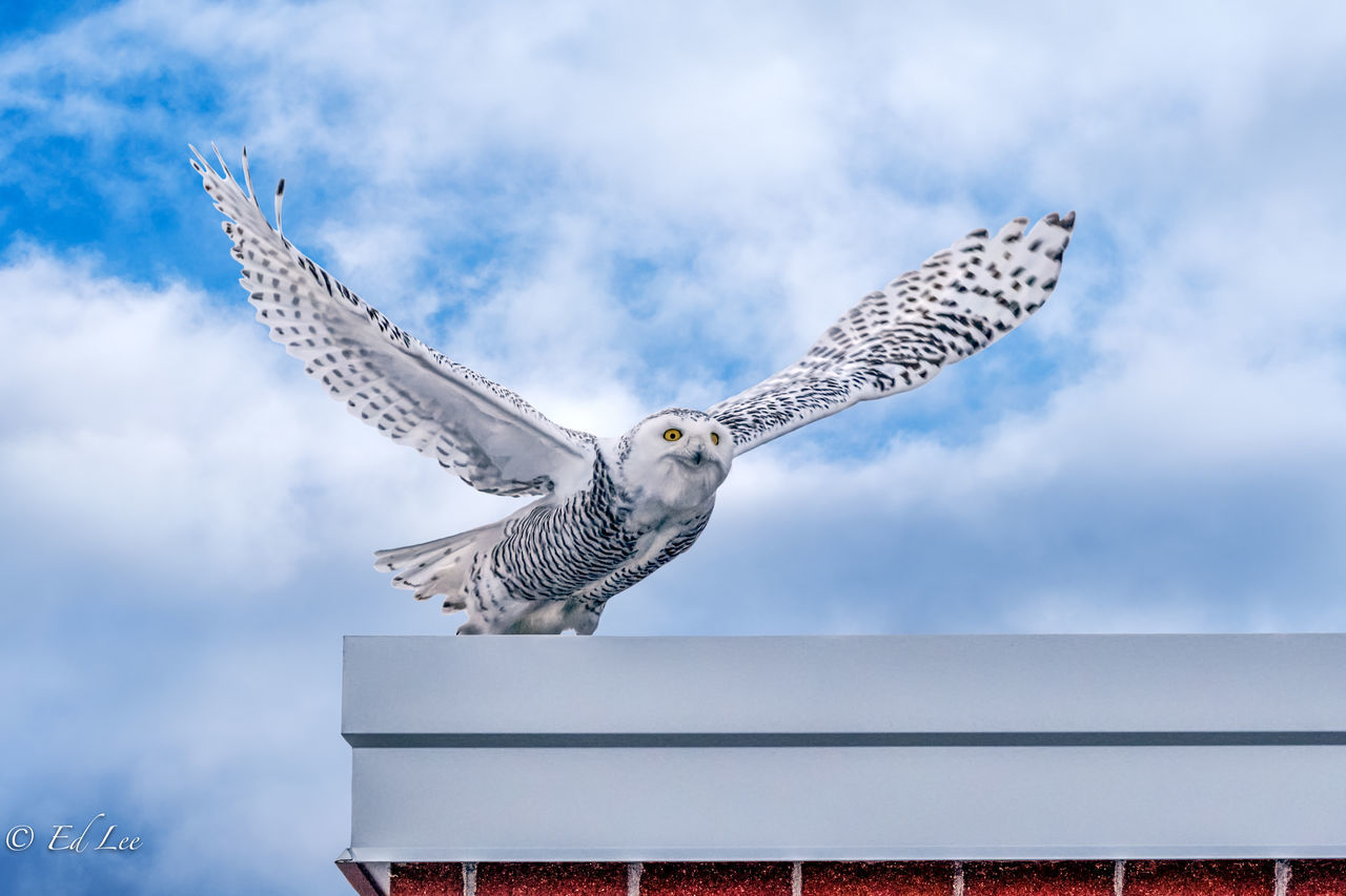 LOW ANGLE VIEW OF SEAGULL FLYING