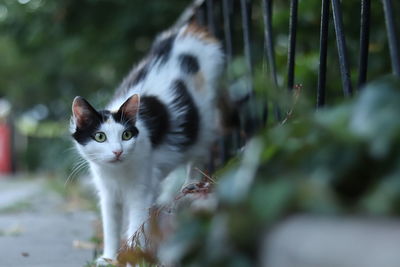 Portrait of cat by outdoors