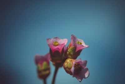 Close-up of pink flower against blue background