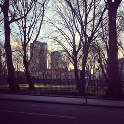 Bare trees in park