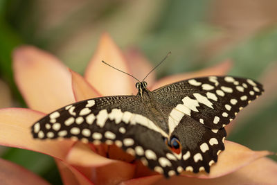 Close-up of butterfly on hand