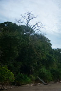 Trees on landscape against sky