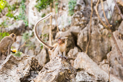 Squirrel on rock