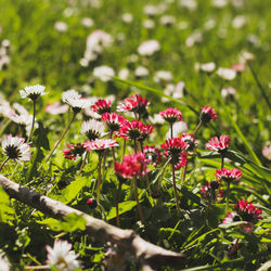 Flowers blooming outdoors