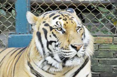 Close-up of tiger