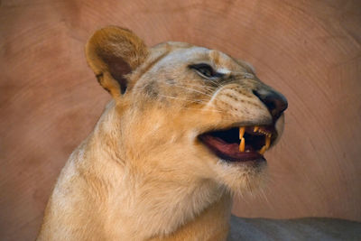 Close-up of lioness yawning against wall at zoo