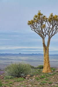 Tree on landscape against sky