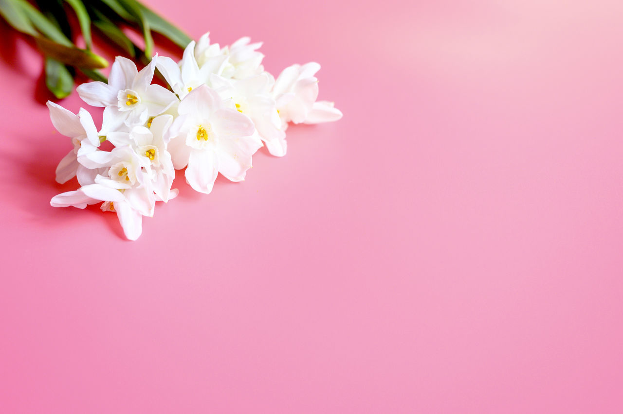 CLOSE-UP OF PINK CHERRY BLOSSOM