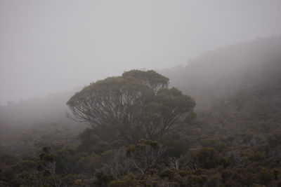 Trees on landscape in foggy weather