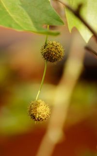 Close-up of yellow flowering plant