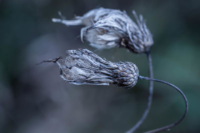 Close-up of wilted flower