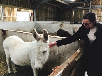 Woman petting donkey in pen