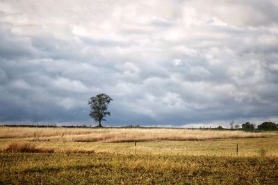 Scenic view of field and lone tree against dramatic sky