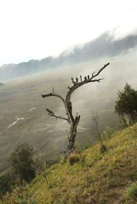 Dead tree on field against sky
