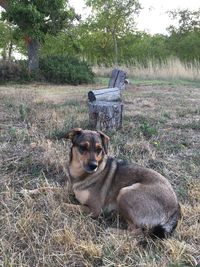 Dog sitting on field