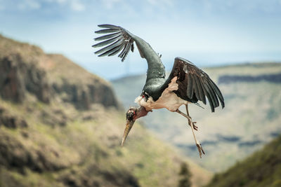 Close-up of eagle flying against sky