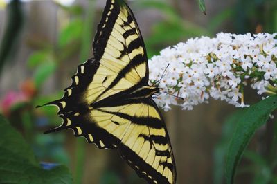 Close-up of butterfly pollinating on flower