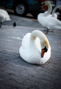 Close-up of swan