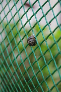 Close-up of snail on metal fence