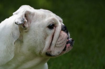 Close-up of dog outdoors