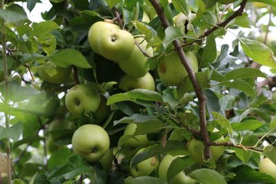 Low angle view of apples on tree