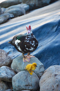 High angle view of a bird on rock