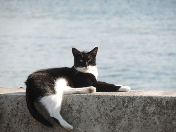 Portrait of cat sitting on retaining wall by sea