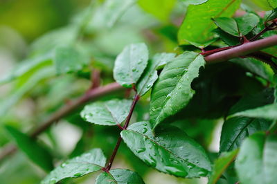 Close-up of green leaves on plant