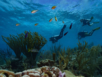 Fish swimming in sea