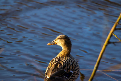 High angle view of mallard duck swimming in lake