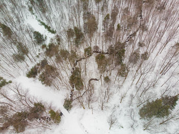 Snow covered land and trees in forest