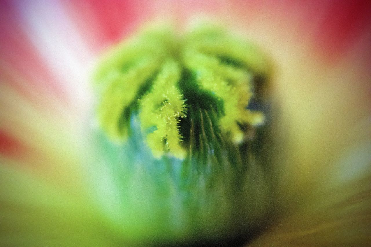 MACRO SHOT OF GREEN PLANTS ON RED WALL