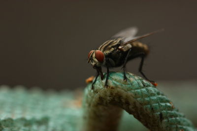Close-up of housefly on lizard leg