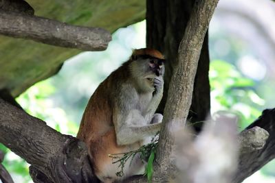 Monkey sitting on tree trunk