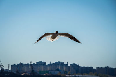 Low angle view of seagull flying in sky