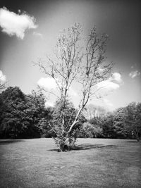 Bare trees on field against sky