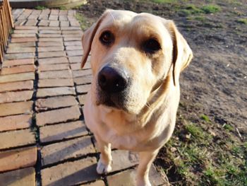 Close-up portrait of dog