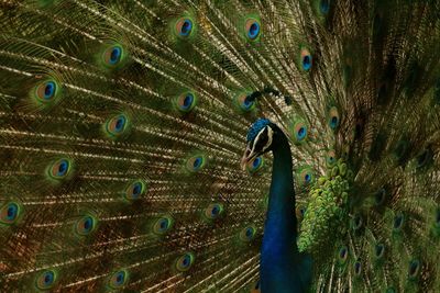 Extreme close up of peacock