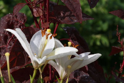 Close-up of white flowers blooming outdoors