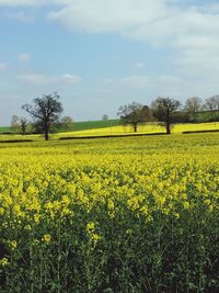 Scenic view of oilseed rape field against sky