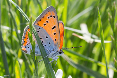 Butterfly on flower