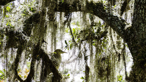 View of birds in the forest