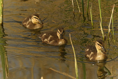 Duck swimming in a lake