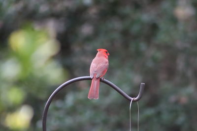 Close-up of bird perching on metal