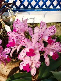 Close-up of pink flowers